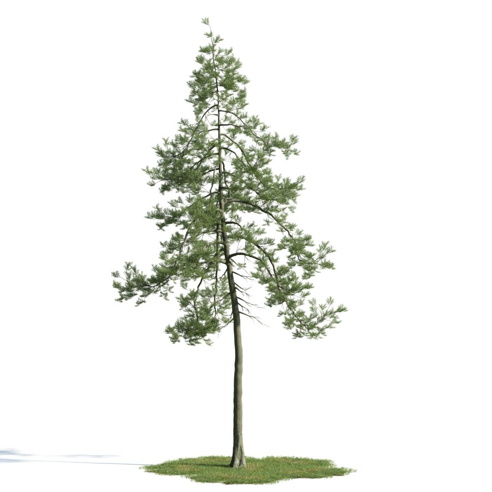 Lone Pine Tree 03 3d model