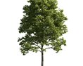 Verdant Tree 14 3D-Modell