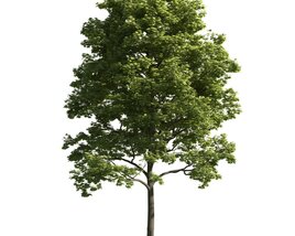 Verdant Tree 14 3D model