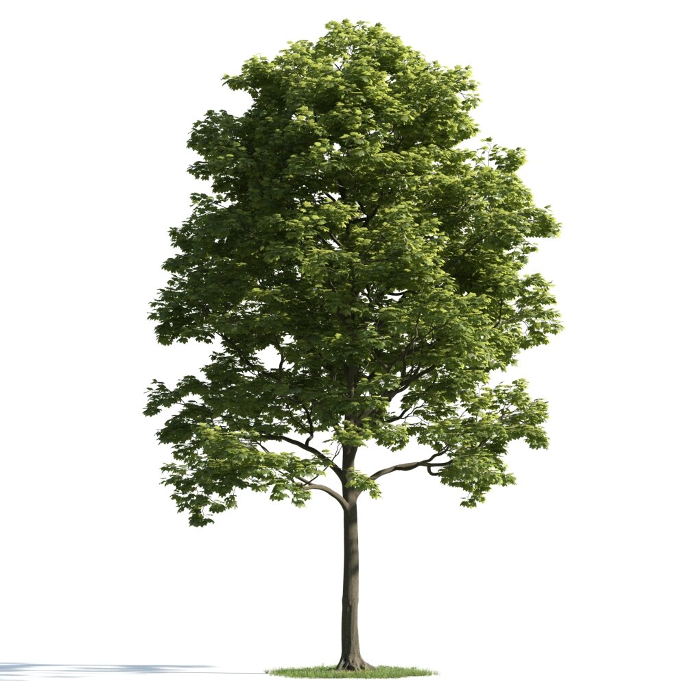 Verdant Tree 14 3D 모델 