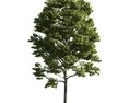 Verdant Tree 15 3D模型