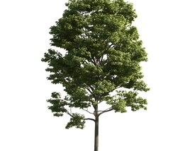 Verdant Tree 15 Modèle 3D