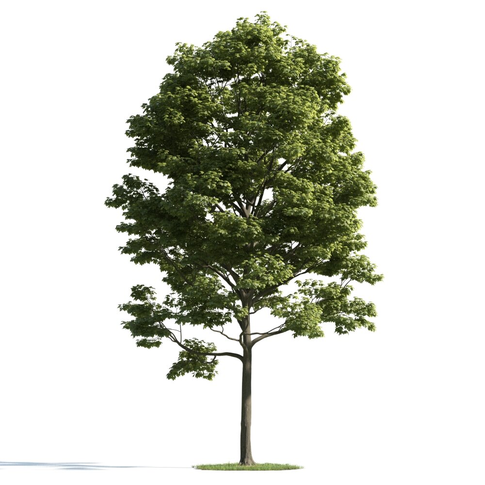 Verdant Tree 15 3d model