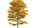 Autumn Gold Tree 3d model