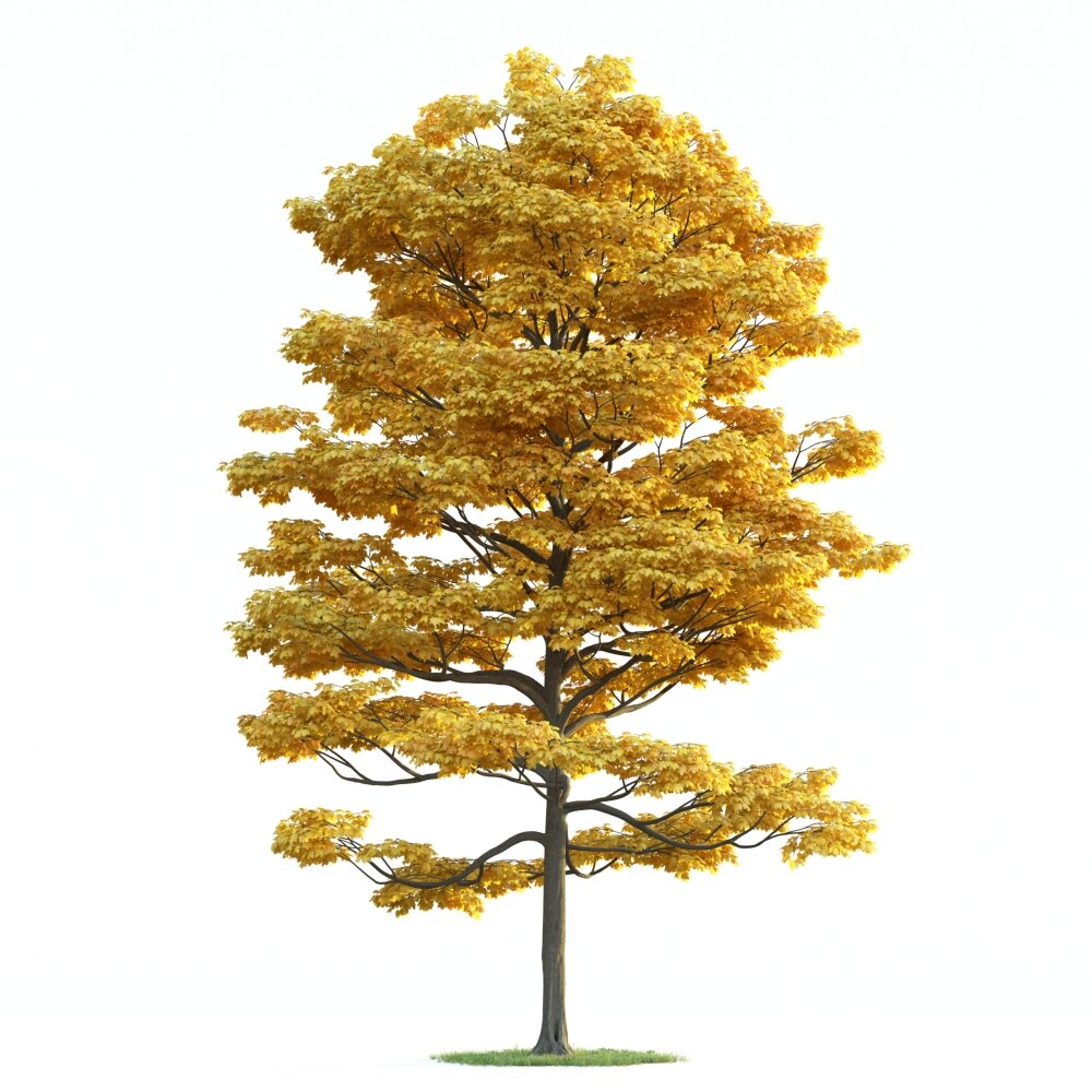 Autumn Gold Tree Modelo 3d