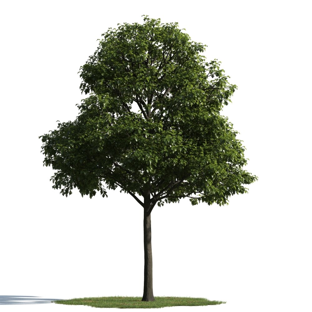 Solitary Tree 23 Modello 3D