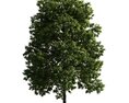 Verdant Tree 16 3D 모델 