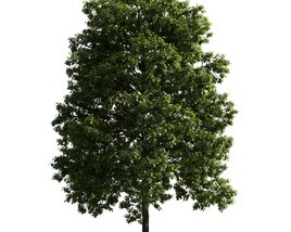 Verdant Tree 16 3D-Modell