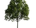 Lush Green Tree 05 3d model