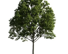 Lush Green Tree 05 3D модель