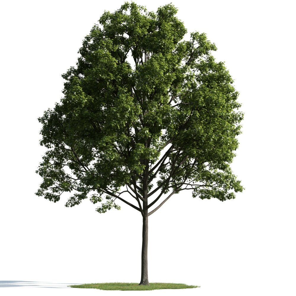 Lush Green Tree 05 3D-Modell