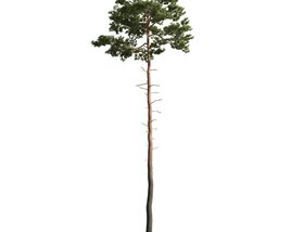 Pine Tree 02 3D model