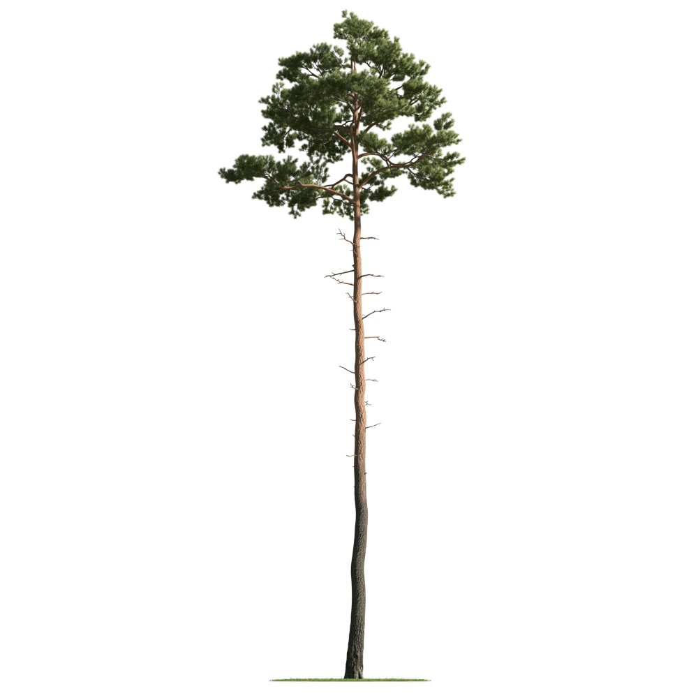 Pine Tree 02 3Dモデル
