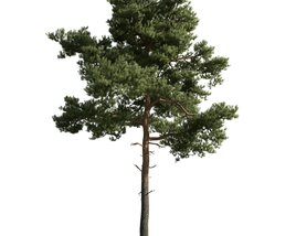 Solitary Pine Tree 05 3D model