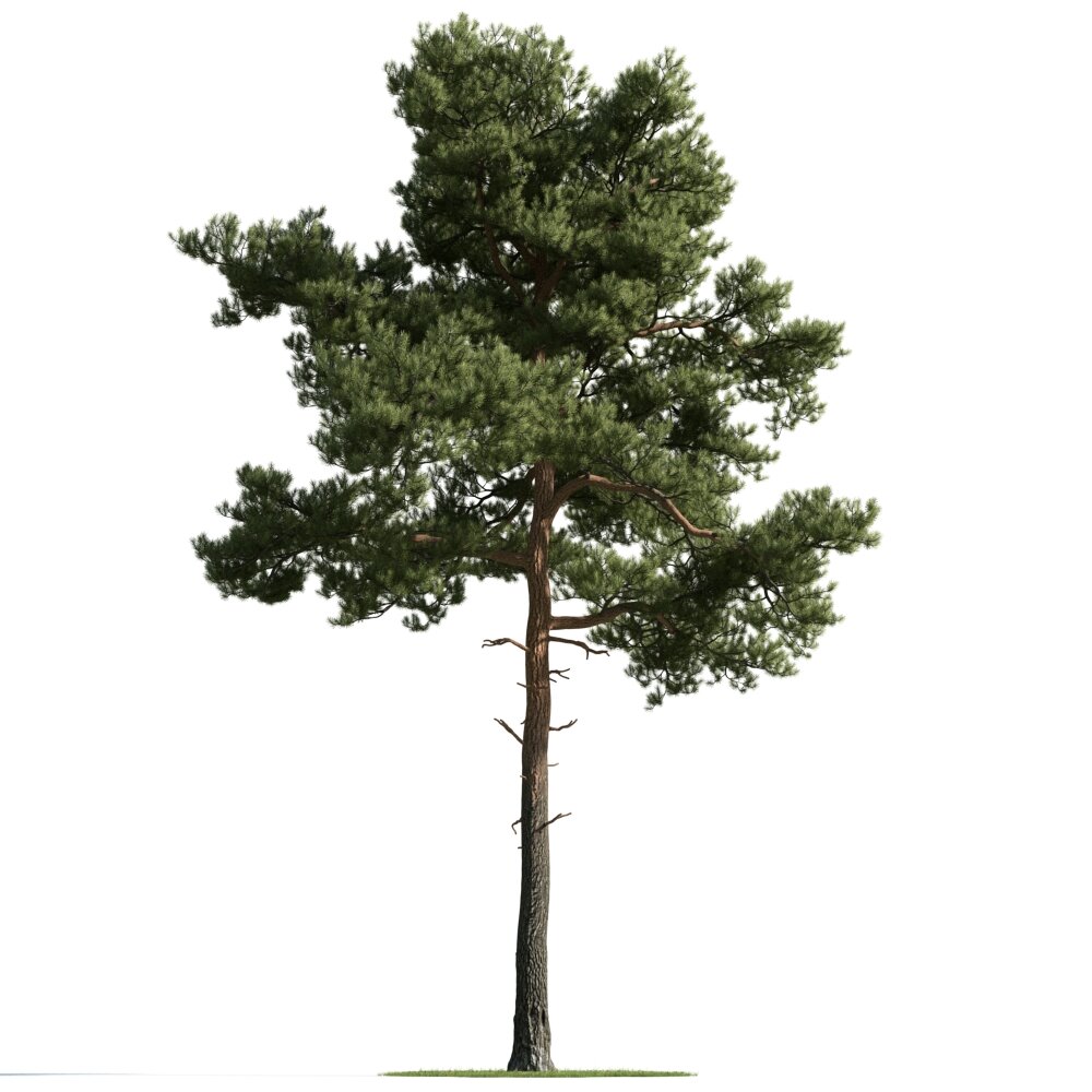 Solitary Pine Tree 05 3d model