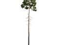 Lone Pine Tree 04 Modello 3D