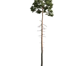 Lone Pine Tree 04 3D 모델 
