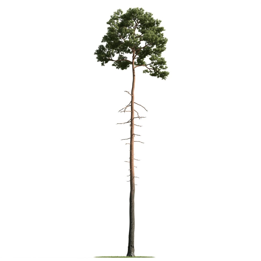 Lone Pine Tree 04 3d model