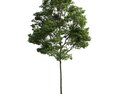 Solitary Tree 24 3Dモデル