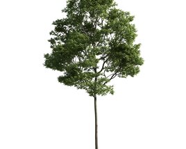 Solitary Tree 24 Modello 3D