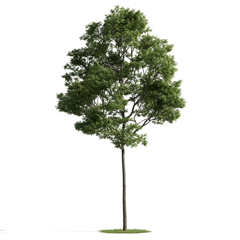 Solitary Tree 24 3D-Modell