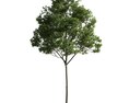 Verdant Tree 17 3d model