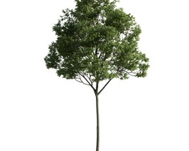 Verdant Tree 17 3D model