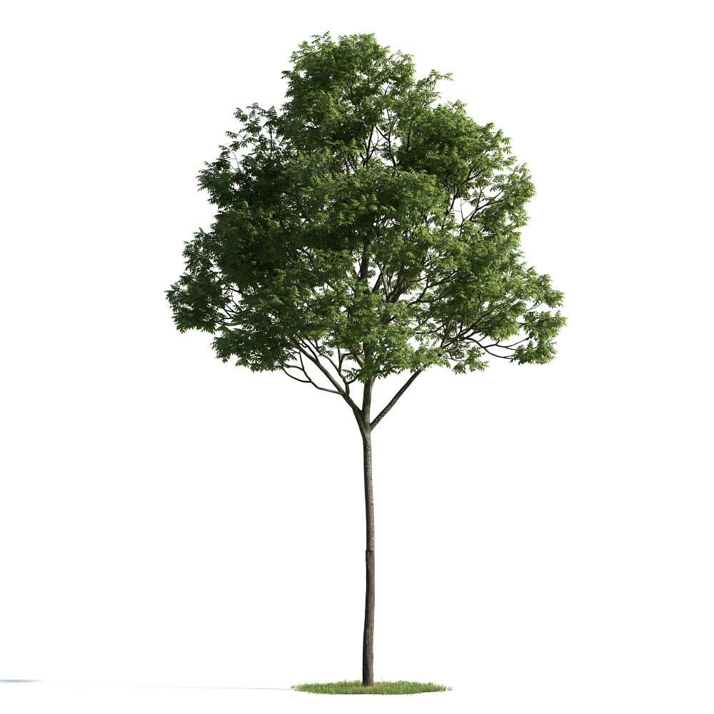 Verdant Tree 17 Modèle 3d