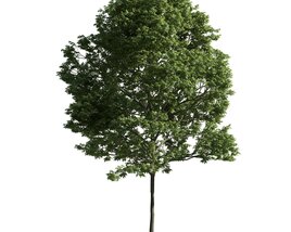 Lush Green Tree 06 3D 모델 