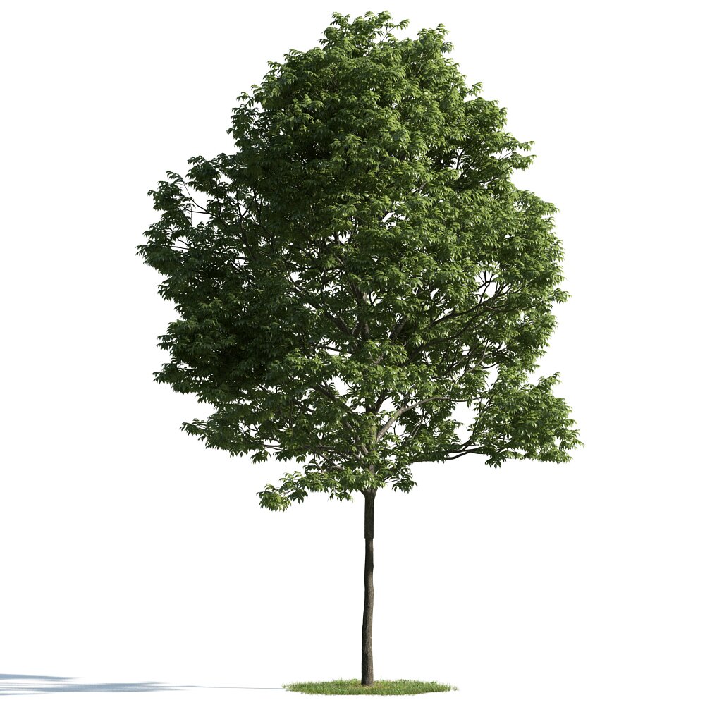 Lush Green Tree 06 3D модель