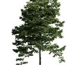 Verdant Tree 18 3Dモデル