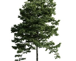 Verdant Tree 18 Modello 3D