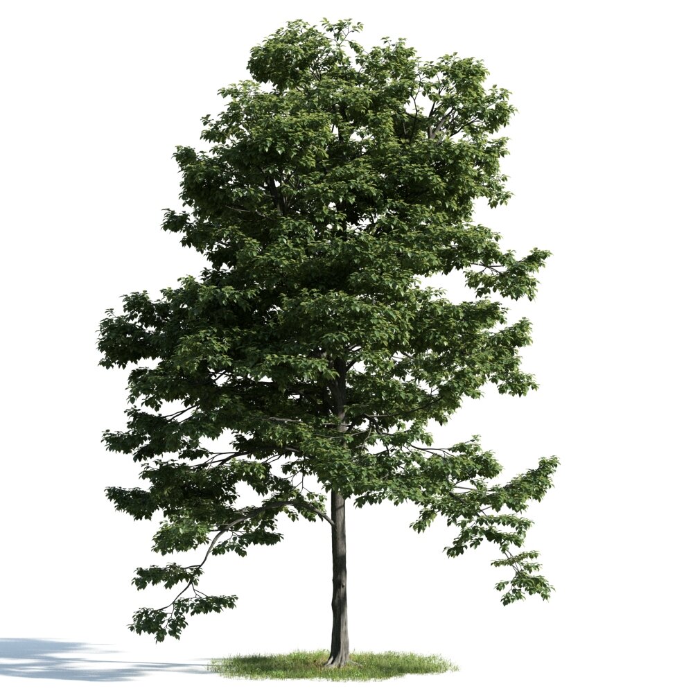 Verdant Tree 18 3D-Modell