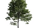 Solitary Tree 25 3d model