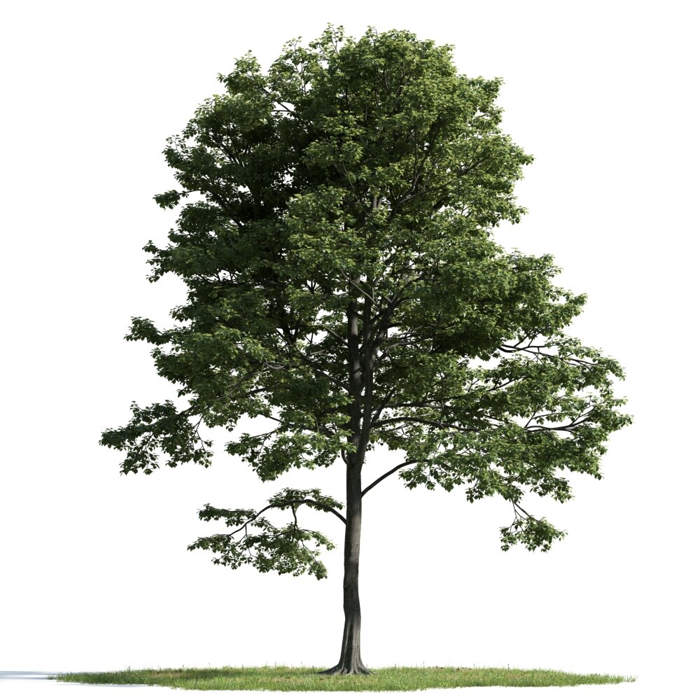 Solitary Tree 25 3D модель