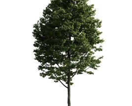 Solitary Tree 26 3D model