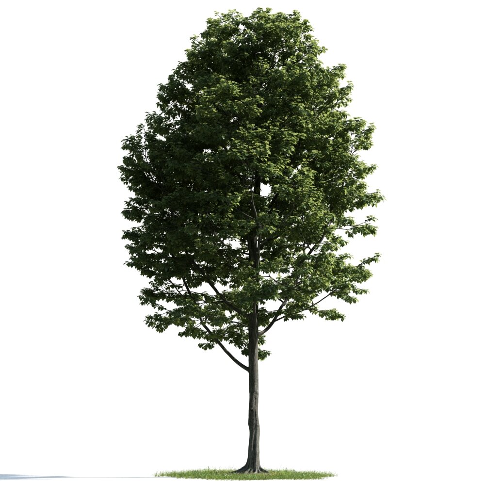 Solitary Tree 26 3d model