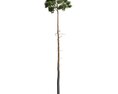 Tall Lone Tree 02 3D 모델 