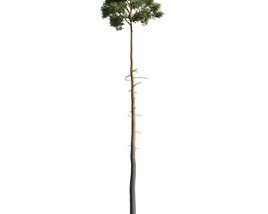 Tall Lone Tree 02 Modelo 3d