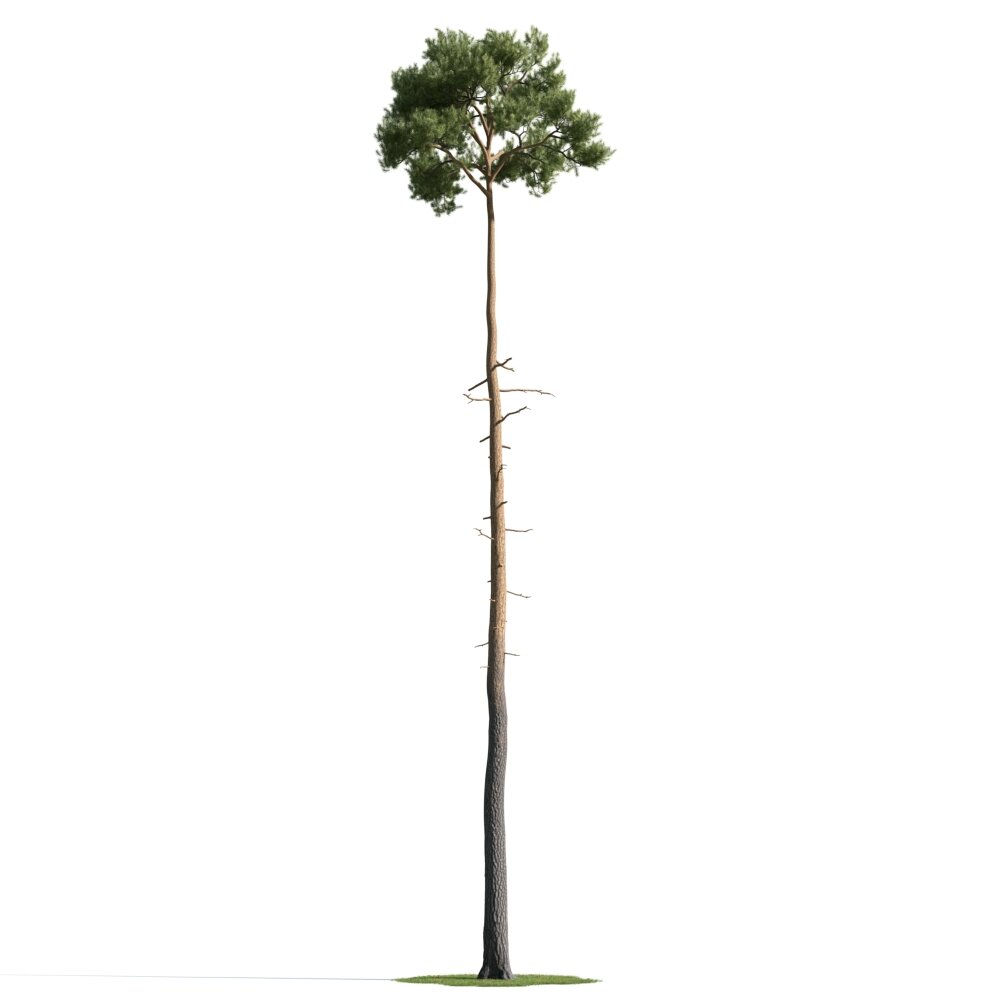 Tall Lone Tree 02 Modelo 3D