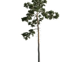 Solitary Pine 3D model