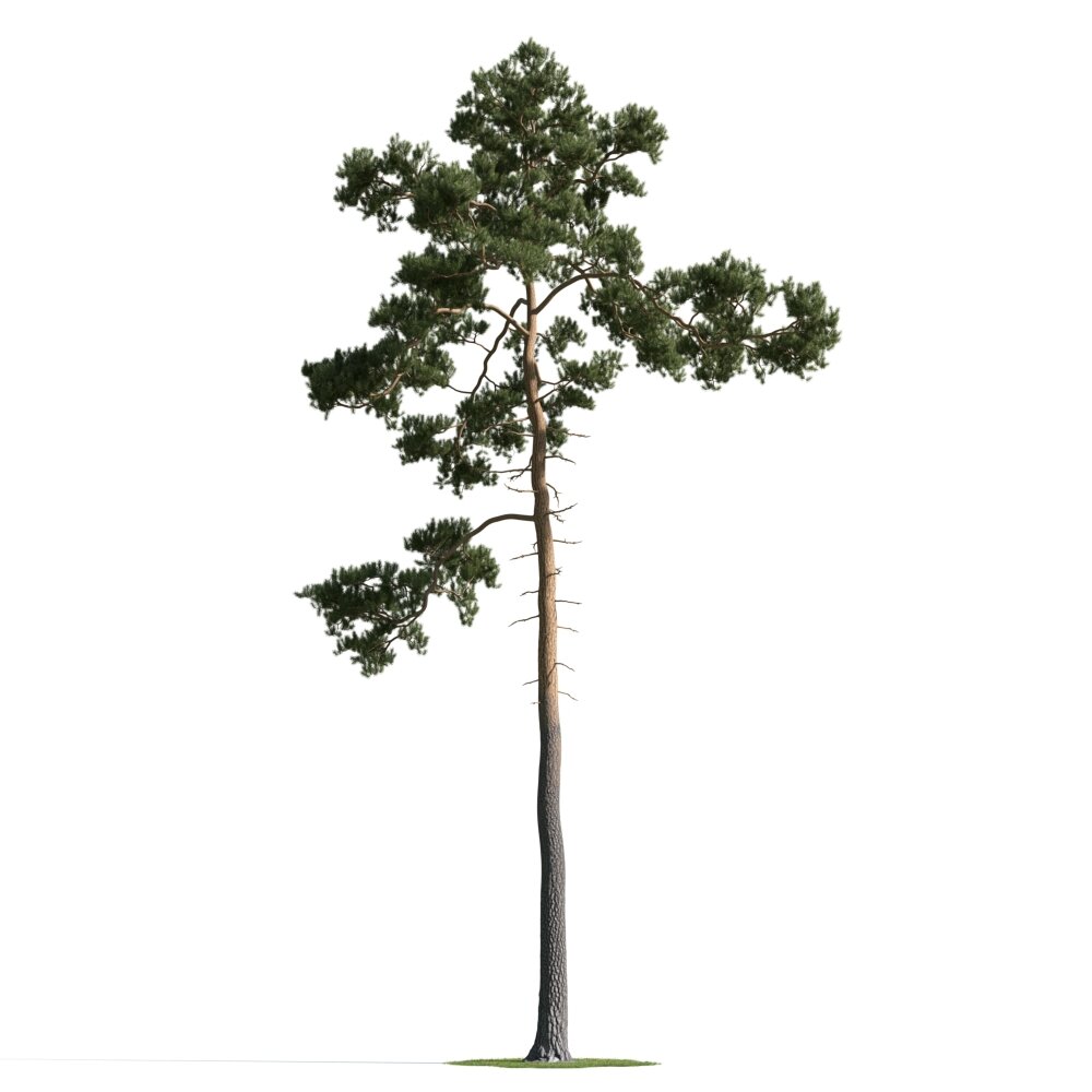 Solitary Pine 3d model