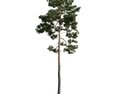 Lone Pine Tree 05 3d model
