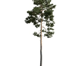 Lone Pine Tree 05 3D модель