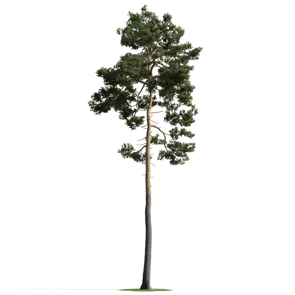 Lone Pine Tree 05 3D 모델 