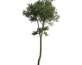Solitary Tree 27 Modelo 3D