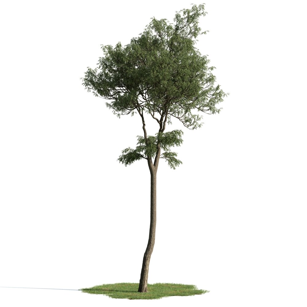 Solitary Tree 27 3d model