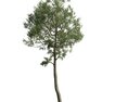 Solitary Tree 28 Modelo 3D