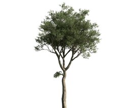 Lone Tree 05 3Dモデル