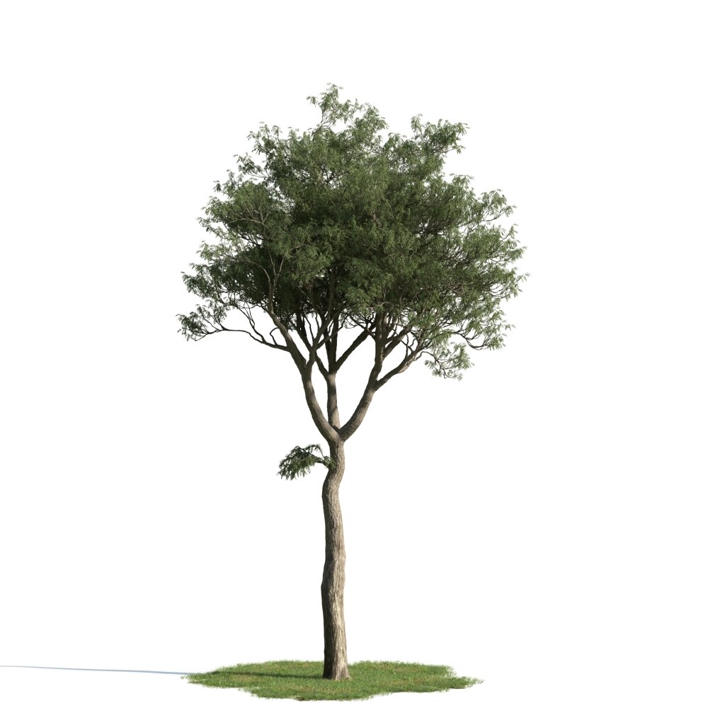 Lone Tree 05 Modello 3D